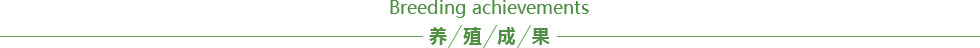 im下载